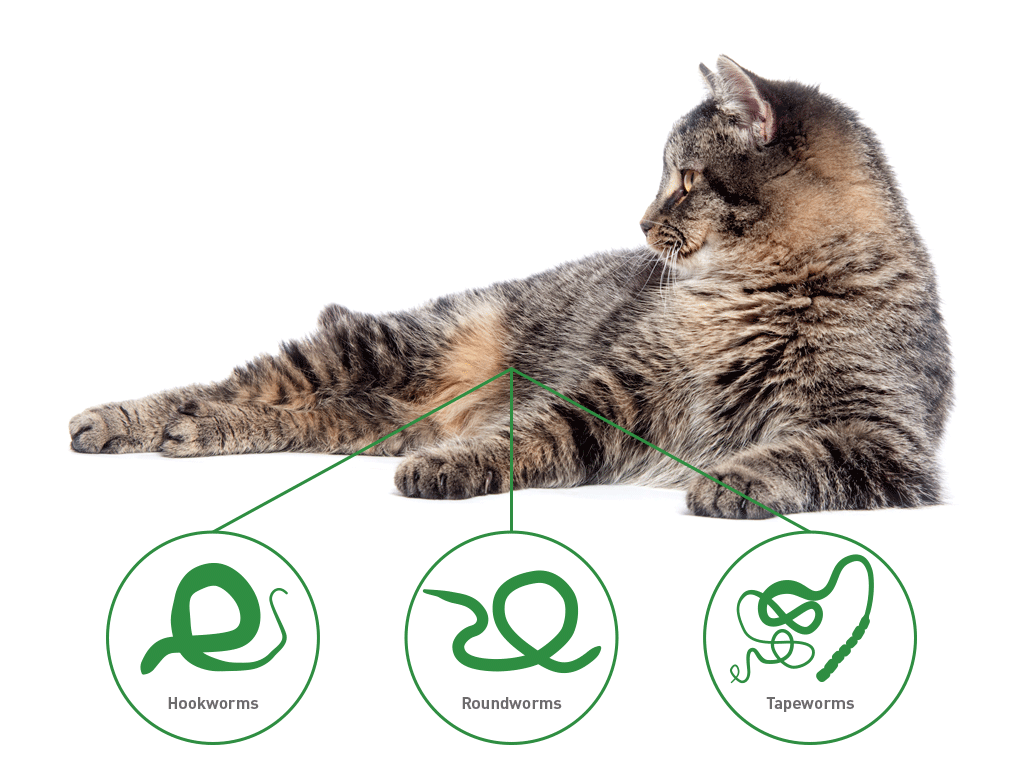 Dronspot - spot-on wormer for cats