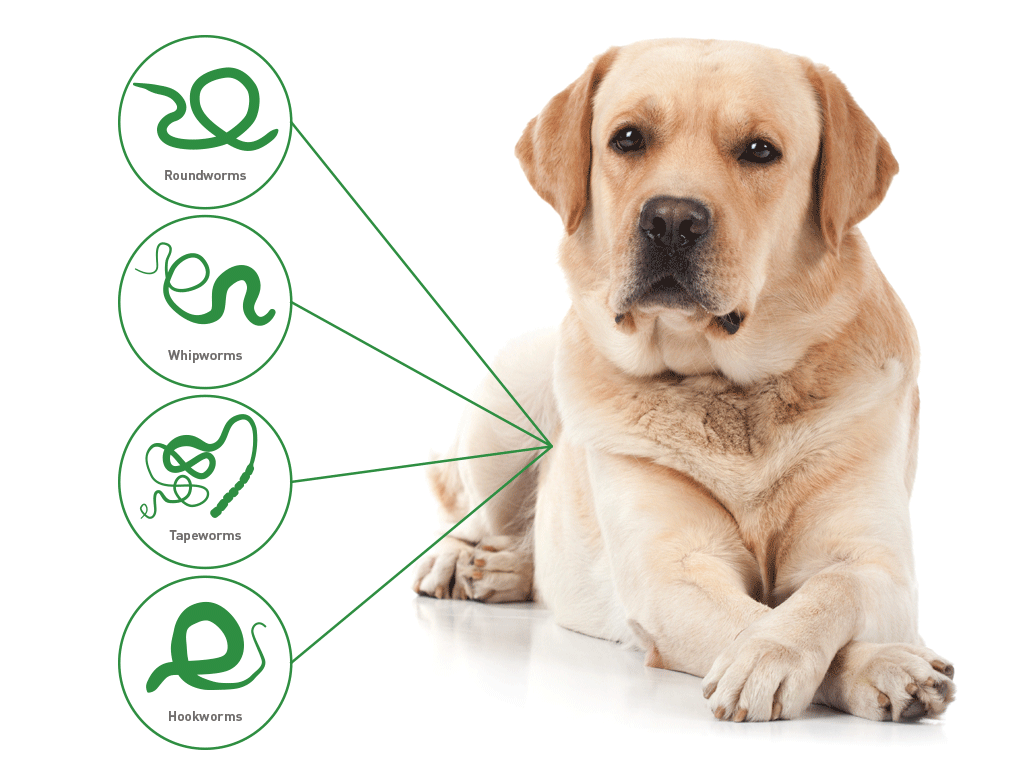 Drontal worming tablets for intestinal worms