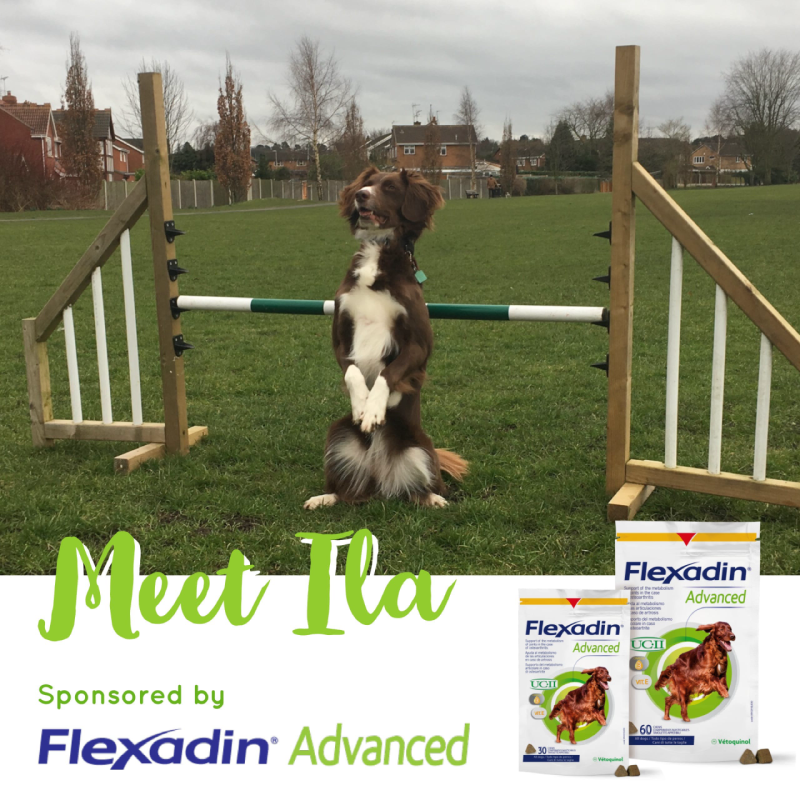 Flexadin Advanced Sponsored Dog Ila