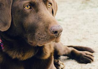 Chien pension