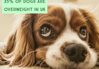 35-percent-of-dogs-are-overweight-in-UK
