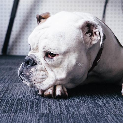 Chien vétérinaire Chien vétérinaire