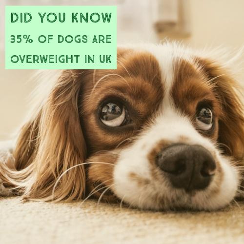 35-percent-of-dogs-are-overweight-in-UK