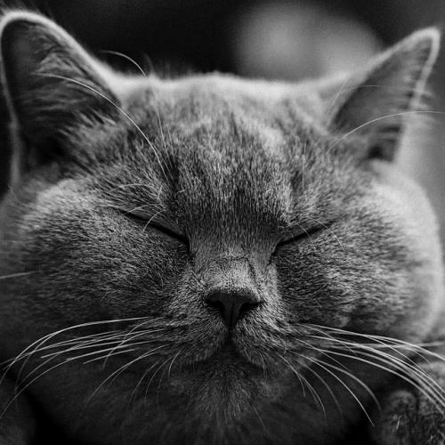 Grey Cat