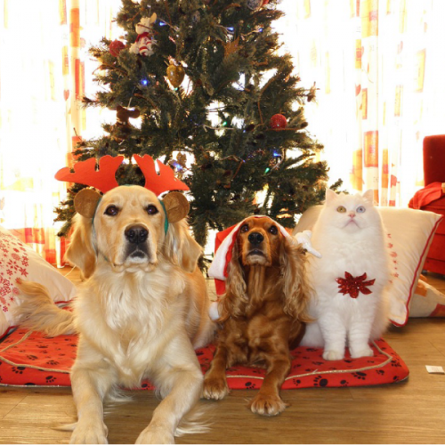 Christmas Pet Safety - Dogs and Cats