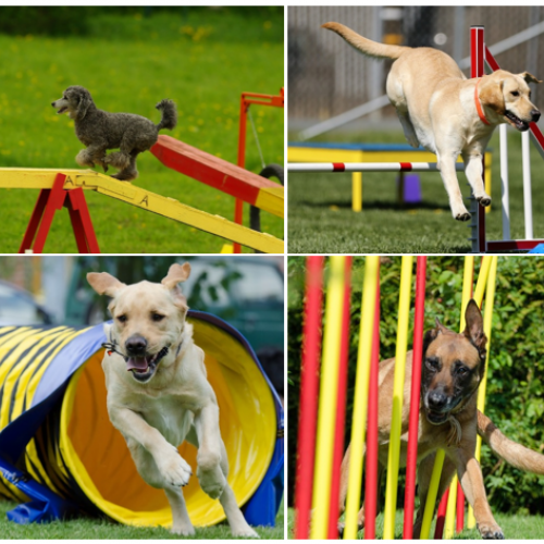 tips on getting started with dog agility