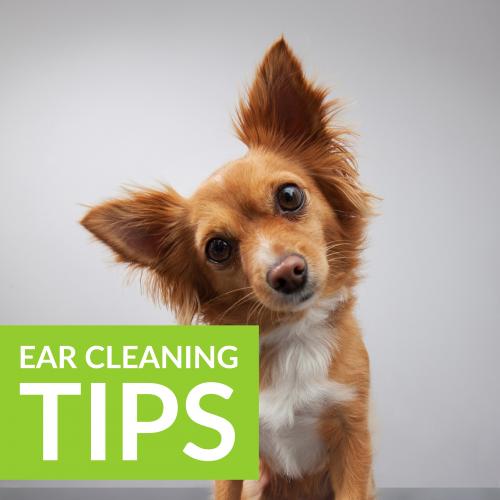 Ear Cleaning Top Tips